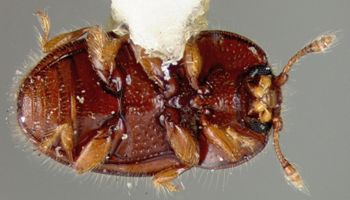 Media type: image;   Entomology 32543 Aspect: habitus ventral view